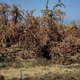 Dead plum trees that have been removed from the ground due to the lack of water for irrigation in the drought-affected town of Monson, California in June 2015.